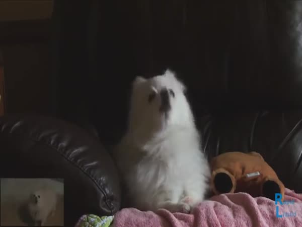 Gabe The Dog