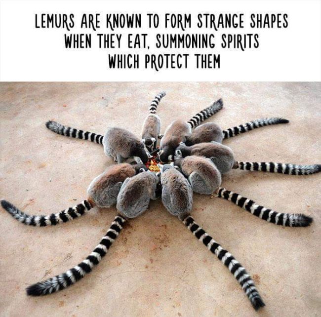 Little Known Animal Facts That Will Surprise You (10 pics)