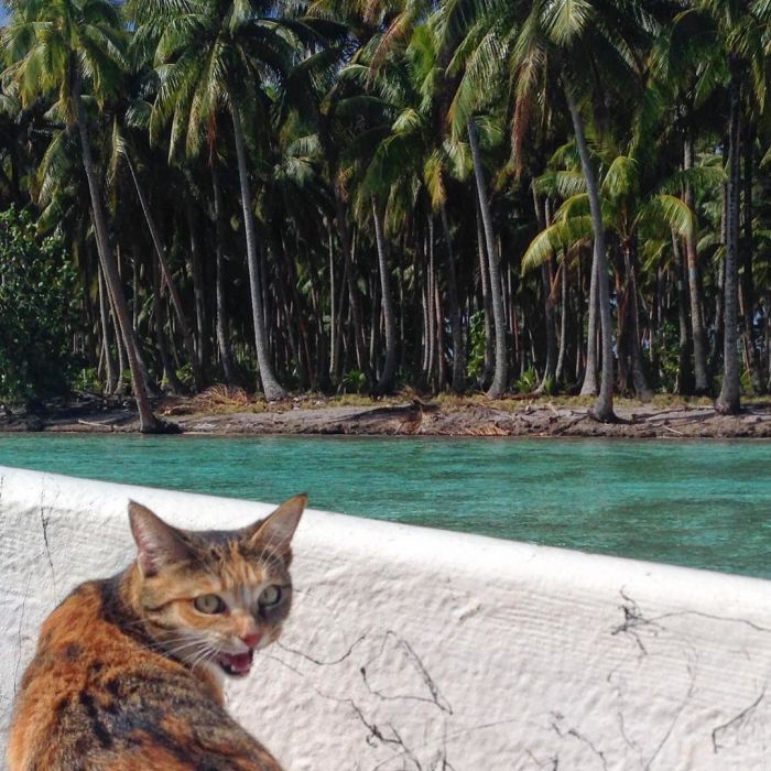 Lucky Cat Gets To Travel The World In A Boat (10 pics)
