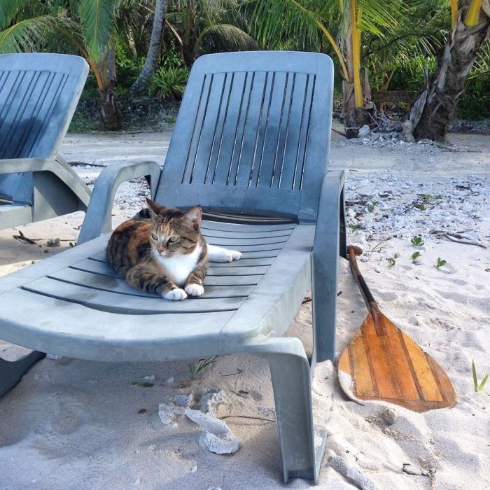 Lucky Cat Gets To Travel The World In A Boat (10 pics)