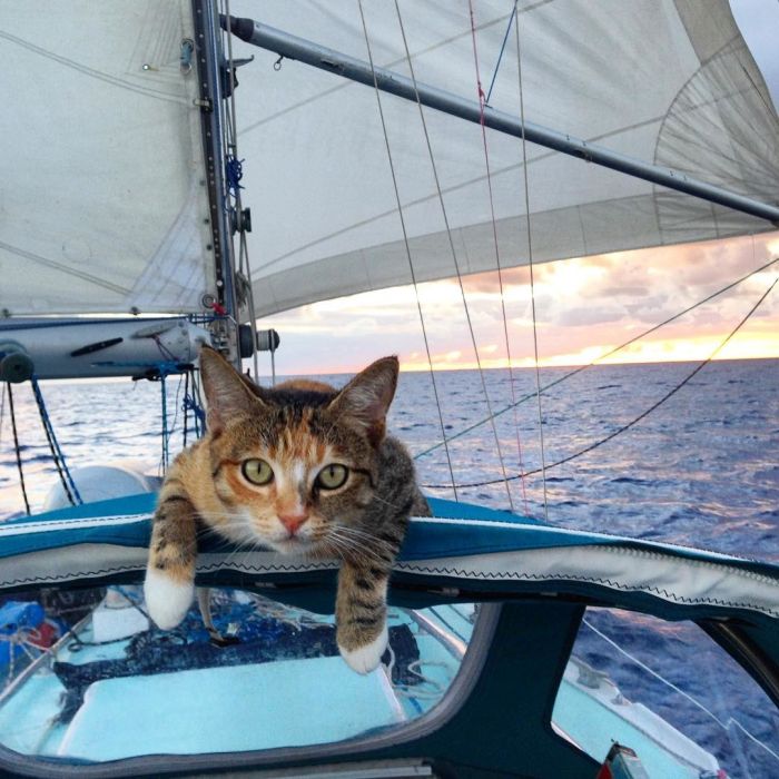 cat on catamaran