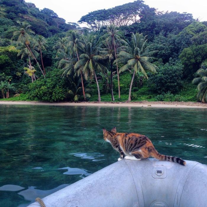 Lucky Cat Gets To Travel The World In A Boat (10 pics)