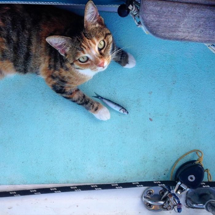 Lucky Cat Gets To Travel The World In A Boat (10 pics)
