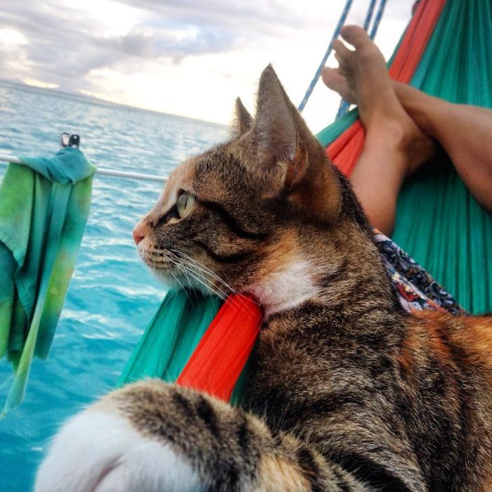 Lucky Cat Gets To Travel The World In A Boat (10 pics)