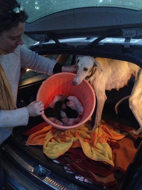 Dog With Broken Paw Gets Rescued (7 pics)