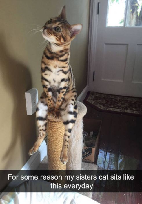 Amusing Snapchats Show The Real Lives Of Animals (45 pics)
