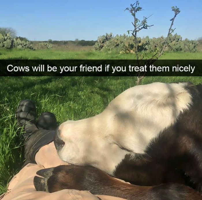 Amusing Snapchats Show The Real Lives Of Animals (45 pics)