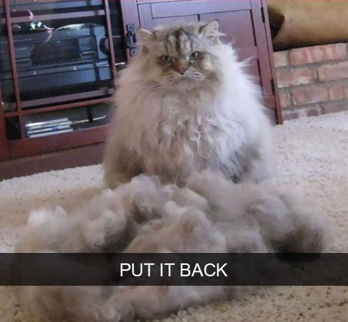 Amusing Snapchats Show The Real Lives Of Animals (45 pics)