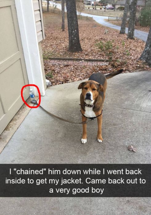 Amusing Snapchats Show The Real Lives Of Animals (45 pics)