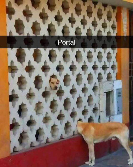 Amusing Snapchats Show The Real Lives Of Animals (45 pics)