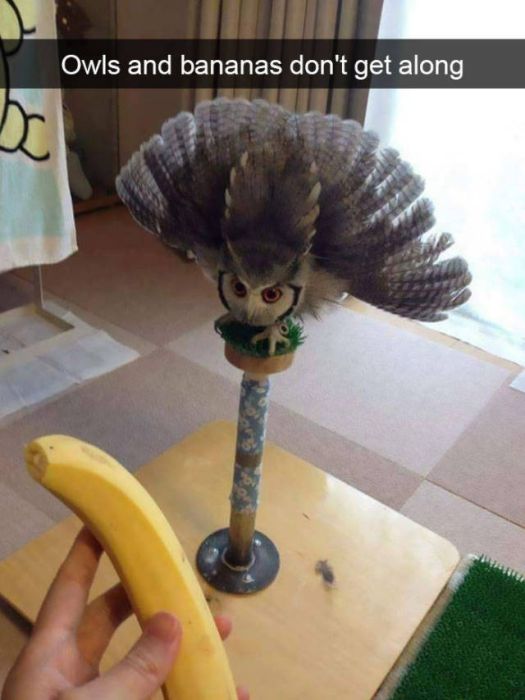 Amusing Snapchats Show The Real Lives Of Animals (45 pics)