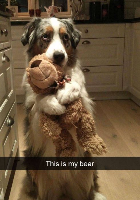 Amusing Snapchats Show The Real Lives Of Animals (45 pics)