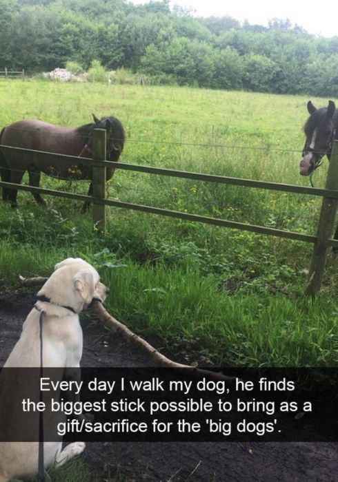Amusing Snapchats Show The Real Lives Of Animals (45 pics)