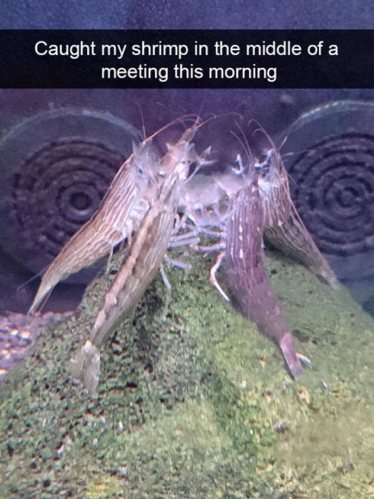 Amusing Snapchats Show The Real Lives Of Animals (45 pics)