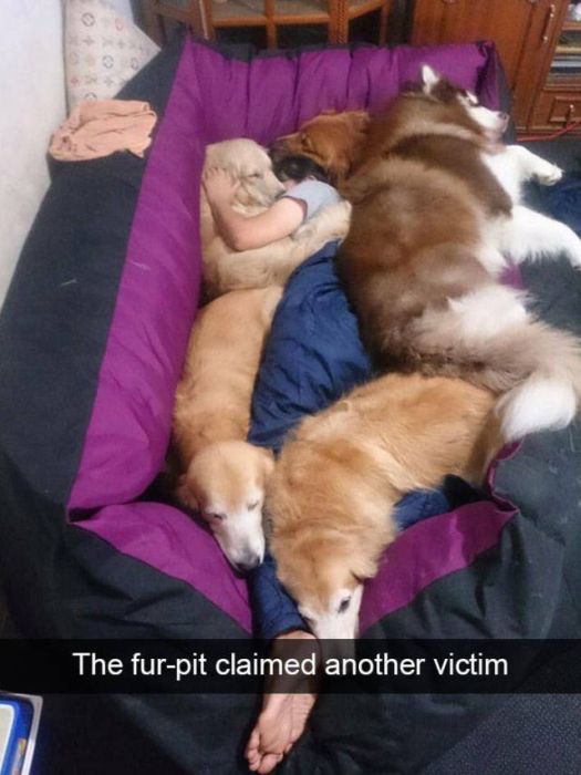 Amusing Snapchats Show The Real Lives Of Animals (45 pics)