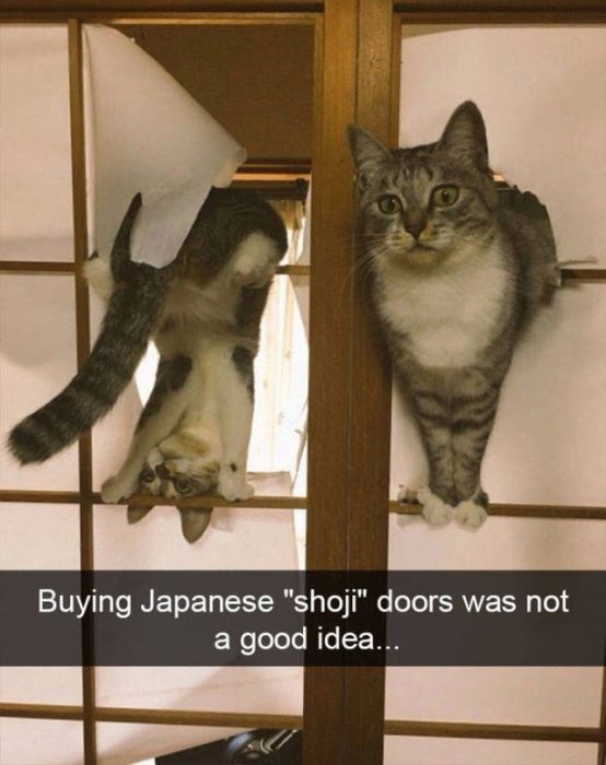Amusing Snapchats Show The Real Lives Of Animals (45 pics)