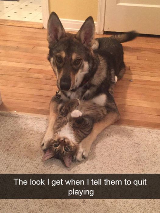 Amusing Snapchats Show The Real Lives Of Animals (45 pics)