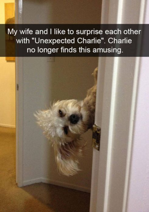 Amusing Snapchats Show The Real Lives Of Animals (45 pics)