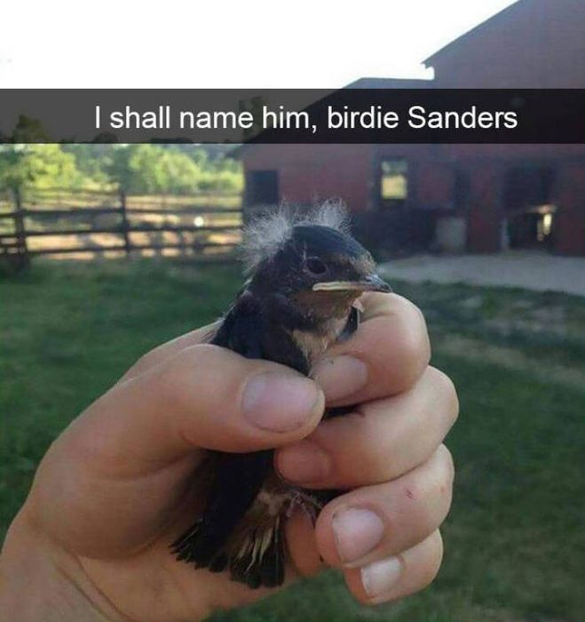 Amusing Snapchats Show The Real Lives Of Animals (45 pics)