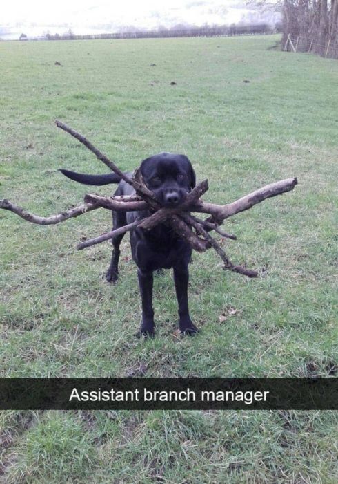 Amusing Snapchats Show The Real Lives Of Animals (45 pics)
