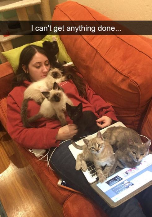 Amusing Snapchats Show The Real Lives Of Animals (45 pics)