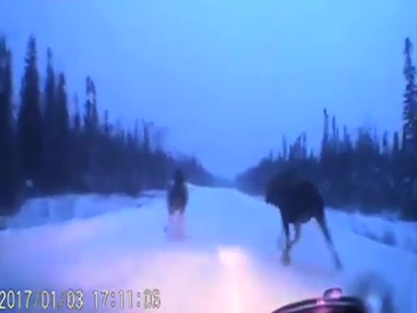 Car Narrowly Avoids 4 Moose On Snowy Road