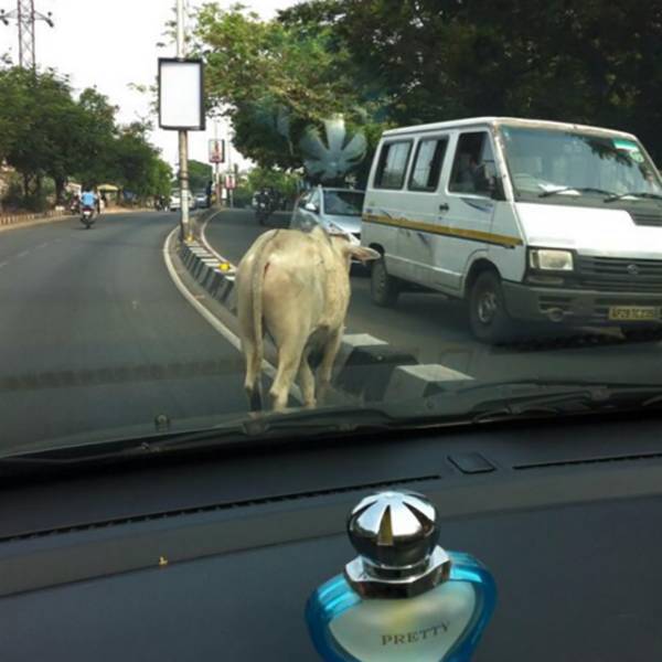 Pics That Prove India Is One Of The Wildest Places On Earth (39 pics)