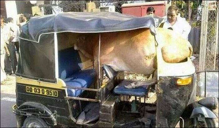 Pics That Prove India Is One Of The Wildest Places On Earth (39 pics)
