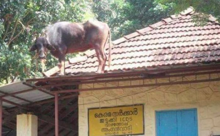 Pics That Prove India Is One Of The Wildest Places On Earth (39 pics)