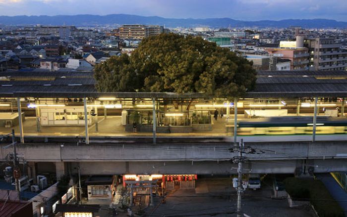 This Train Station In Japan Was Built Around A 700 Year Old Tree (7 pics)