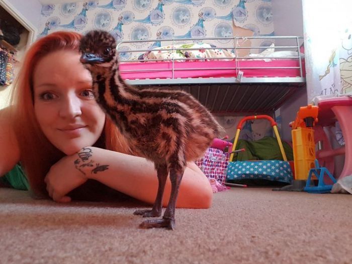 Family Gets A New Pet After Emu Egg Hatches (8 pics)
