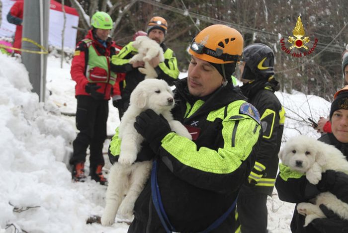 Puppies Found Alive After Being Buried By An Avalanche (5 pics)