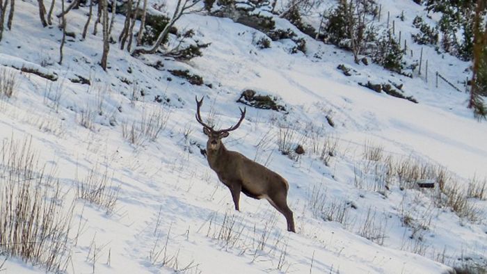 Rescued Deer Becomes A Local Celebrity In Norway (3 pics)