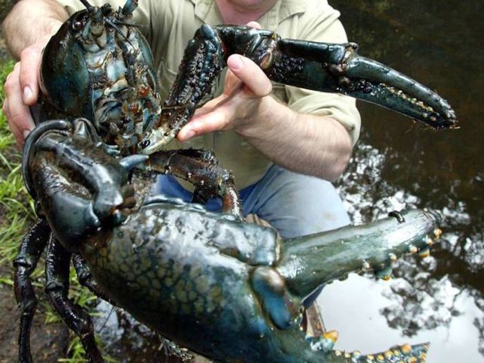 Acid Picdump (96 pics)