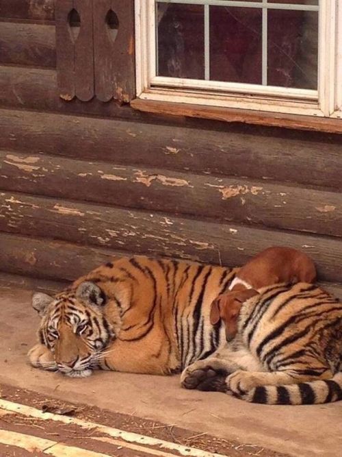 Acid Picdump (96 pics)
