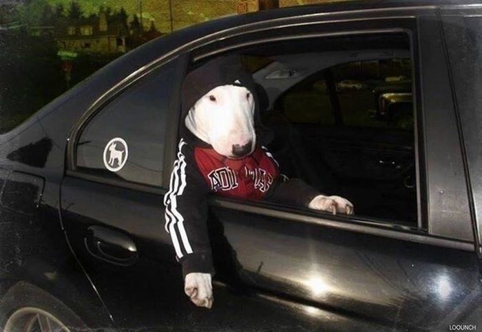 Acid Picdump (96 pics)