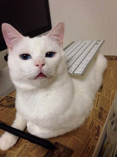 Acid Picdump (96 pics)