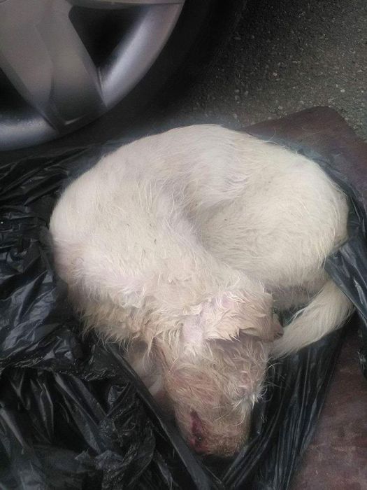 Puppy Saved After Rescuers Find It Tied Up In A Plastic Bag (11 pics)