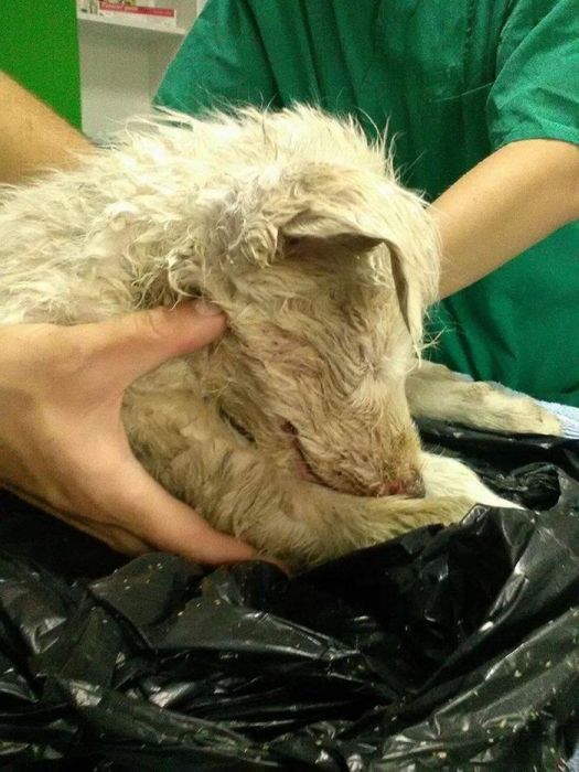 Puppy Saved After Rescuers Find It Tied Up In A Plastic Bag (11 pics)