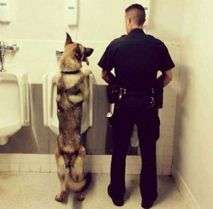 Fun Pictures That Will Restore Your Faith In Police (35 pics)