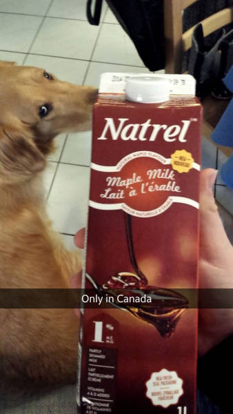 Things That Only Ever Happen In Canada (51 pics)