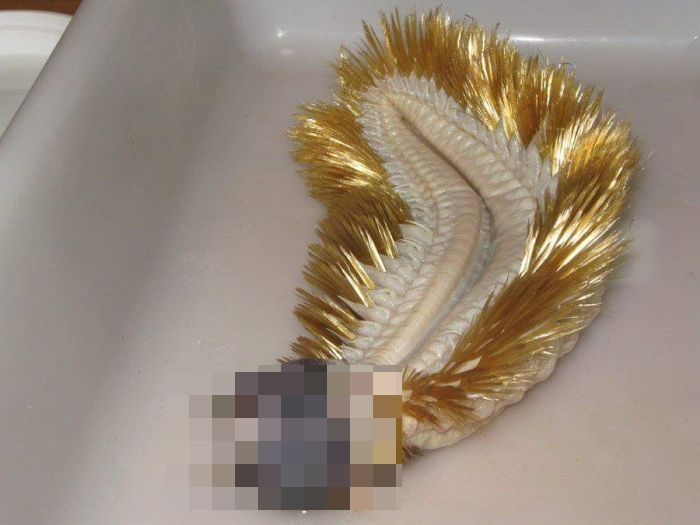This Antarctic Scale Worm Will Haunt Your Dreams (4 pics)