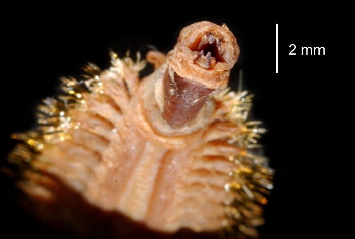 This Antarctic Scale Worm Will Haunt Your Dreams (4 pics)