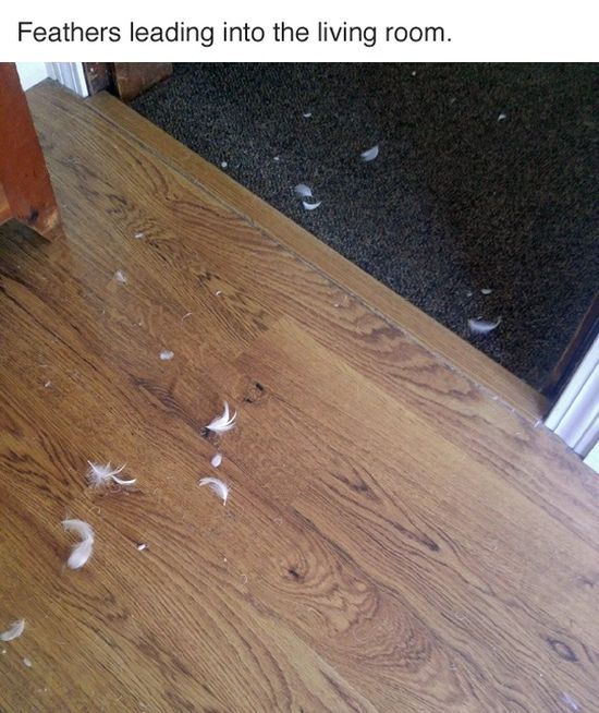 Detective Finds A Furry Culprit After Launching An Investigation (7 pics)