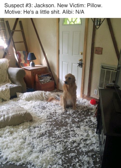 Detective Finds A Furry Culprit After Launching An Investigation (7 pics)
