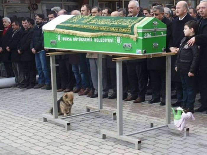 This Dog Truly Is A Symbol Of Eternal Loyalty (8 pics)