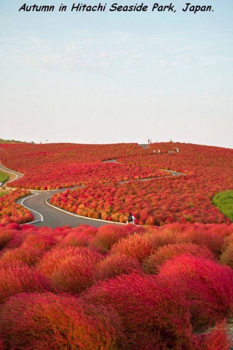 Acid Picdump (92 pics)