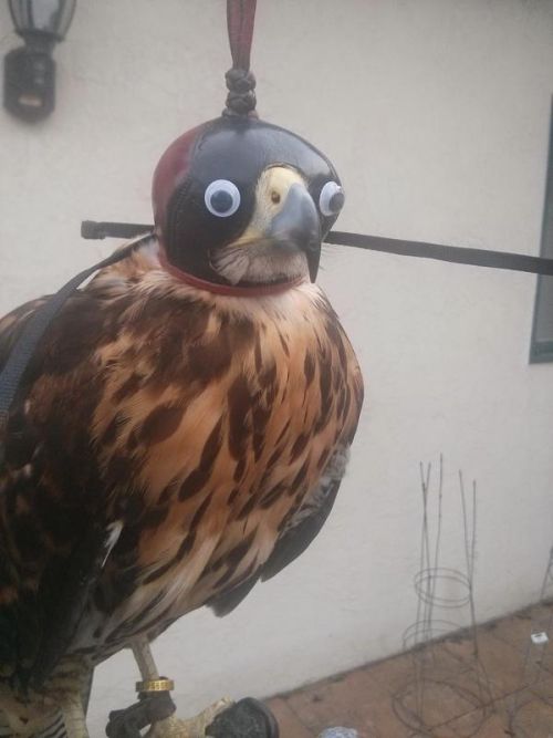 Acid Picdump (92 pics)