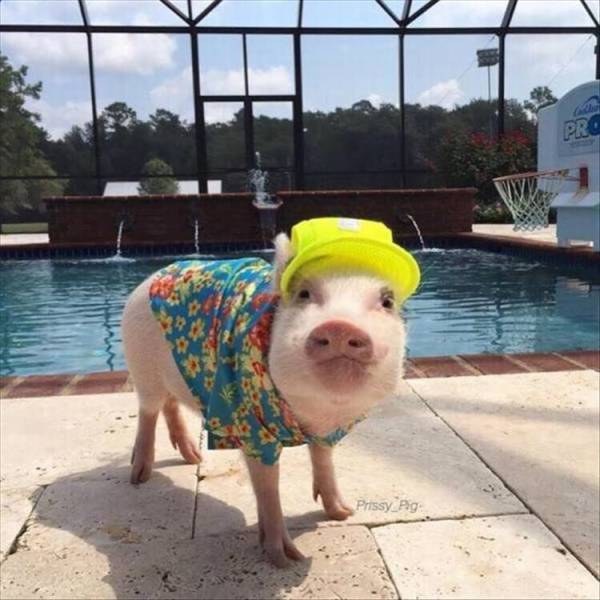 Acid Picdump (92 pics)