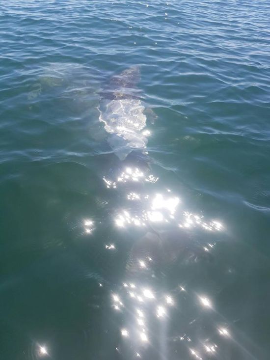 T-Shirt Wearing Dolphin Spotted In Australia (2 pics)